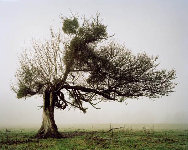 »Arbre« – ruhige, poetische Baumporträts erinnern an die Melancholie der historischen Romantik Fotograf: Alain Cornu