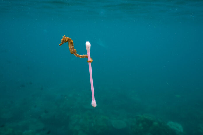 HZ19_Fotoausstellung_Vorsicht_Plastik_National_Geographic_©Justin_Hofman_Seahorse